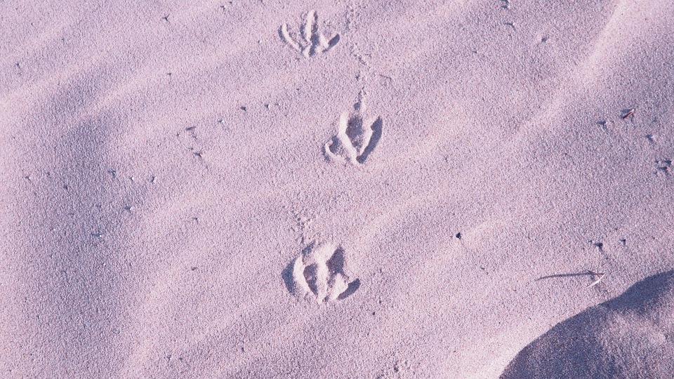 Bird Footprints Claw Prints - Free photo on Pixabay - Pixabay