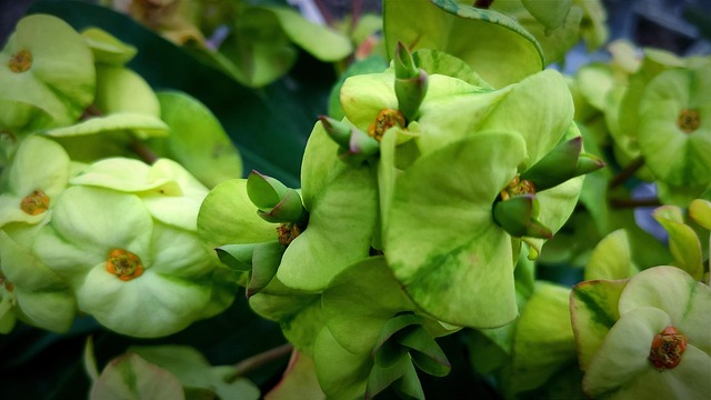 Free Green Flowers Flowers photo and picture