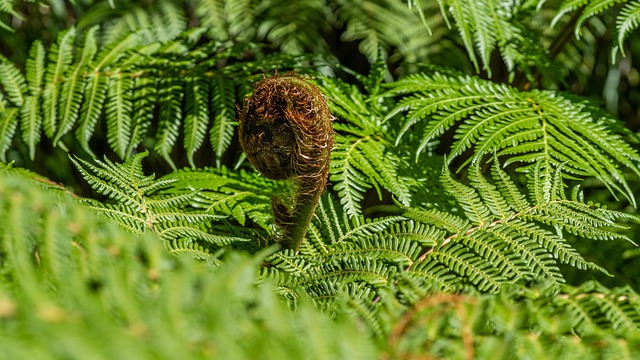 Free Fern Plant photo and picture
