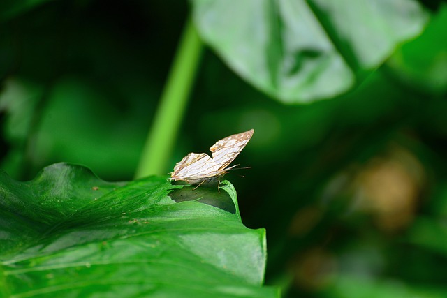 Free Butterfly Insect photo and picture