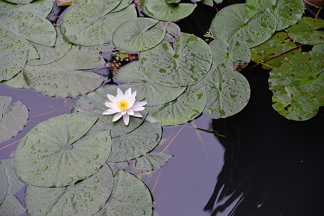 Free Lotus Flower photo and picture