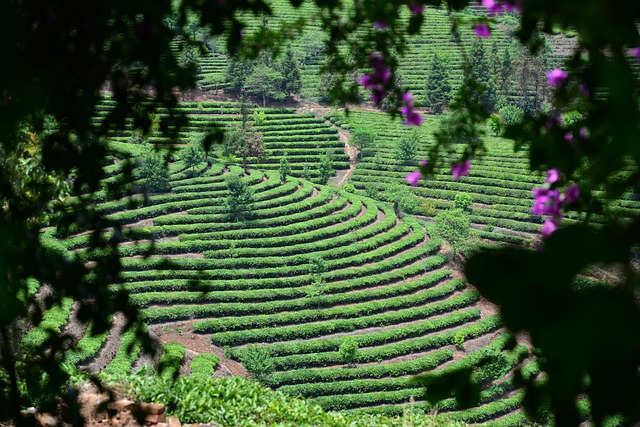 Free Landscape Agriculture photo and picture
