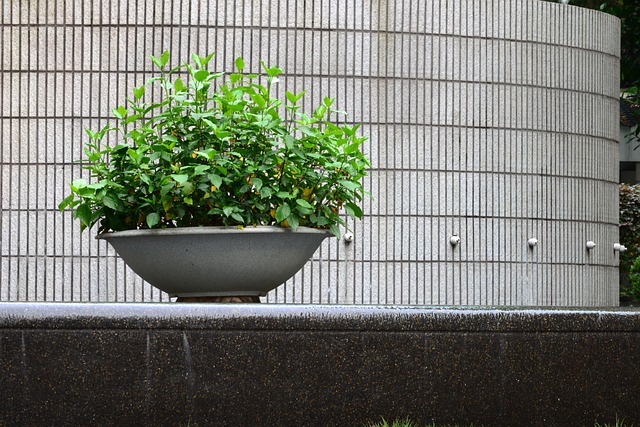Free Minimalism Plant photo and picture