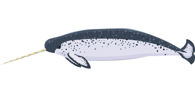 Free animal narwhal marine vector