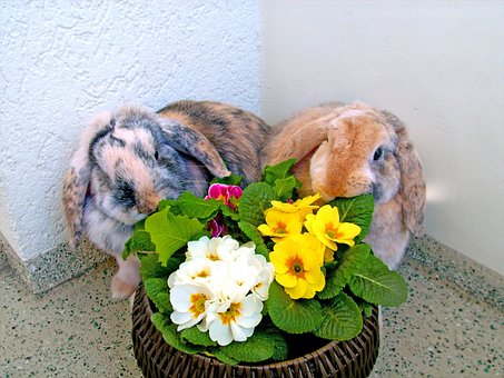 Free Hare Rabbit photo and picture