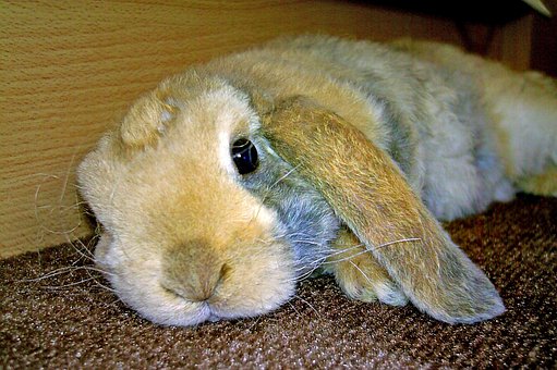 Free Rabbit Bunny photo and picture