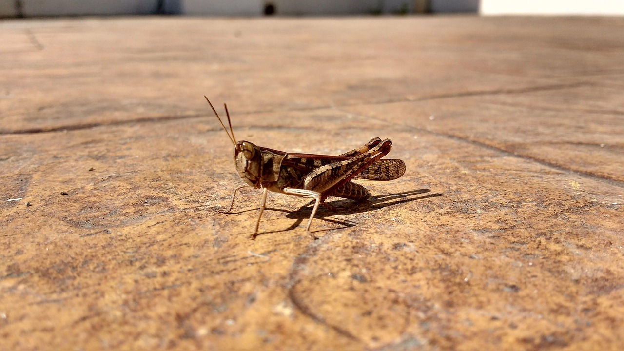 Sol Cu Insecte Insecte Sol Criquet - Photo gratuite sur Pixabay - Pixabay