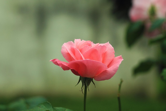 Free Flower Rose photo and picture