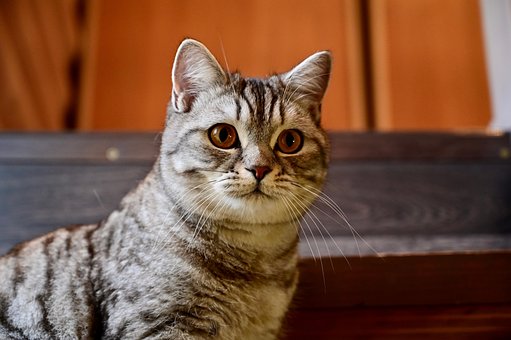Free Cat Animal photo and picture