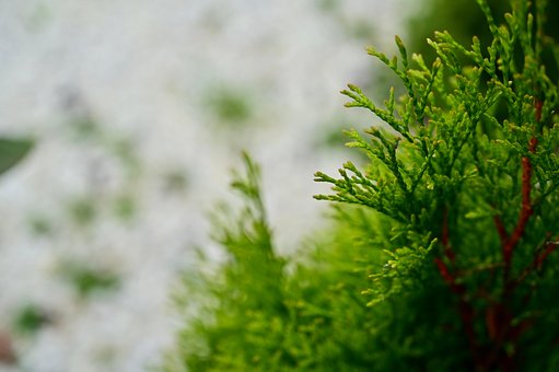Free Thuja Background photo and picture