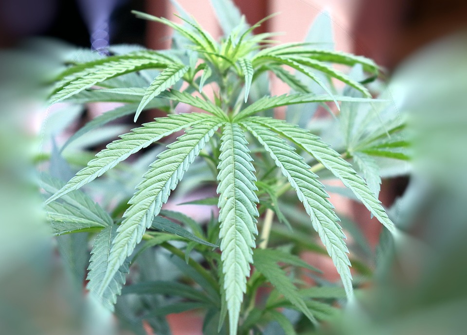 大麻灌木大麻叶杂草 Pixabay上的免费照片