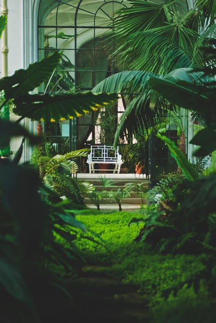 Free Palm House Palm Trees photo and picture