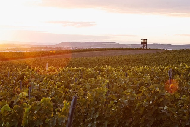 Free Vineyards Grapevines photo and picture