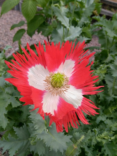 Free Anemone Flower photo and picture