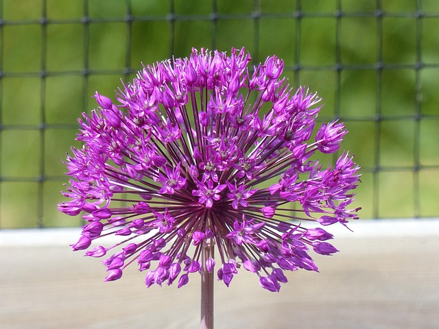 Free Allium Flower photo and picture