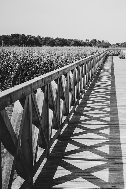 Free Bridge Nature photo and picture