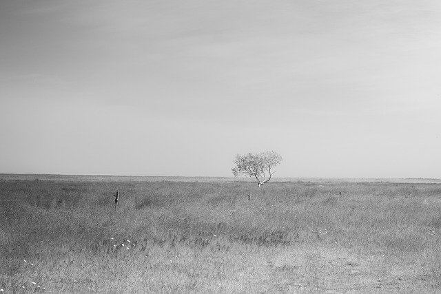 Free Field Tree photo and picture