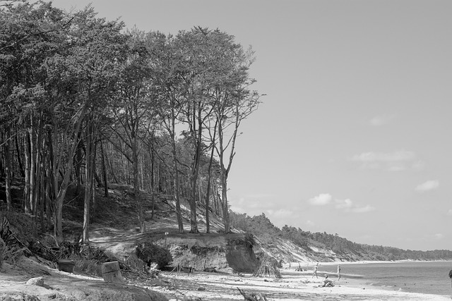 Free Forest Beach photo and picture