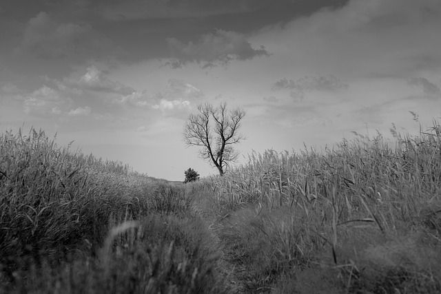 Free Tree Path photo and picture