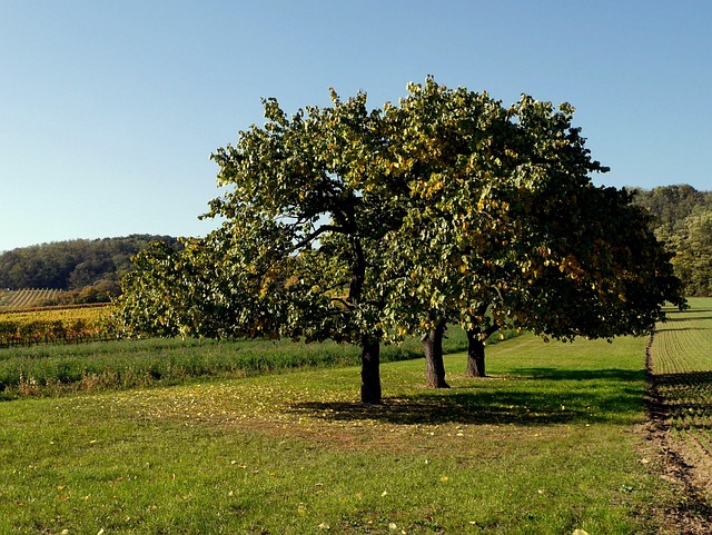 Free Trees Autumn photo and picture