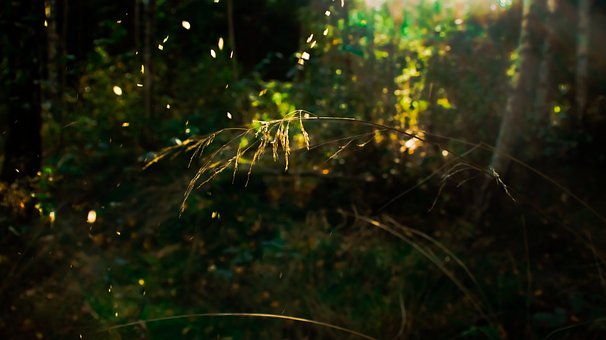 Woods, Wald, Gras, Hd-Hintergrund, Natur