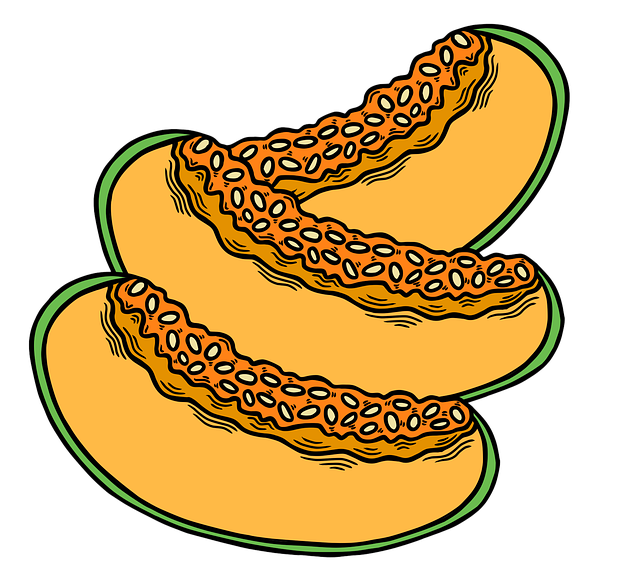 Free cantaloupe honeydew melon illustration