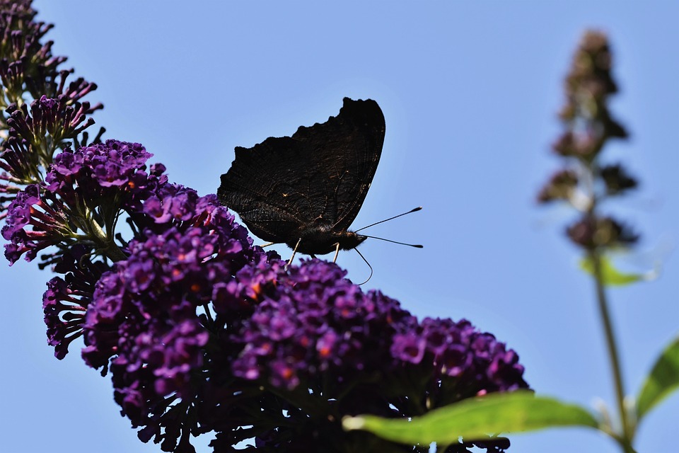 Butterfly Flower Pollinate Free photo on Pixabay