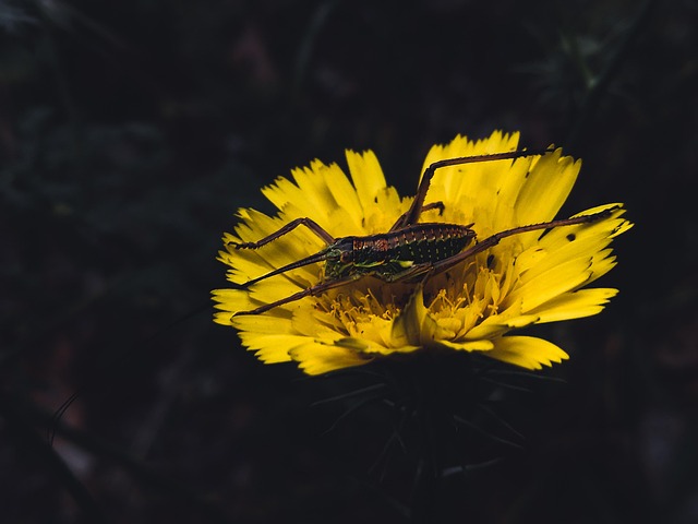 Free Insect Cricket photo and picture