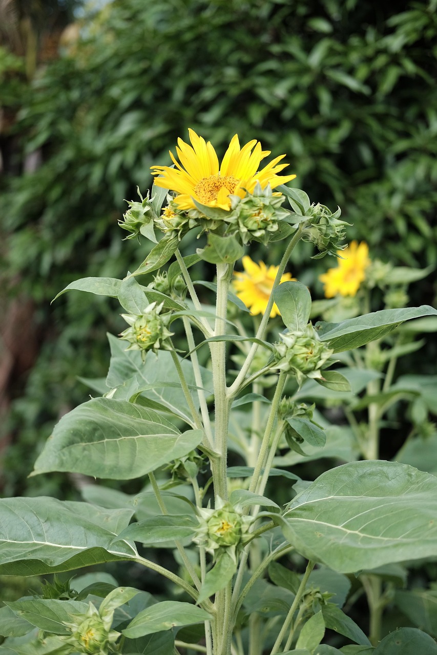 Common Sunflower Yellow Nature Free Photo On Pixabay Pixabay Common sunflower yellow nature free photo on pixabay pixabay