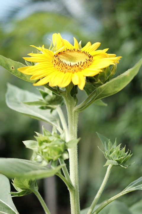 Sunflower Flower Plant Yellow - Free photo on Pixabay - Pixabay