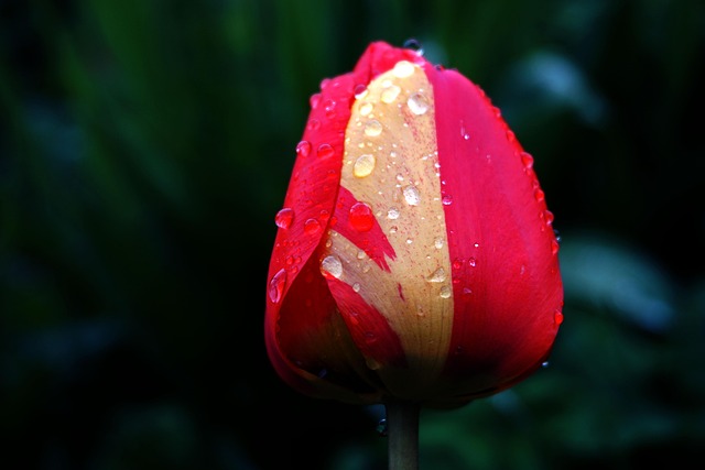 Free Flower Tulip photo and picture