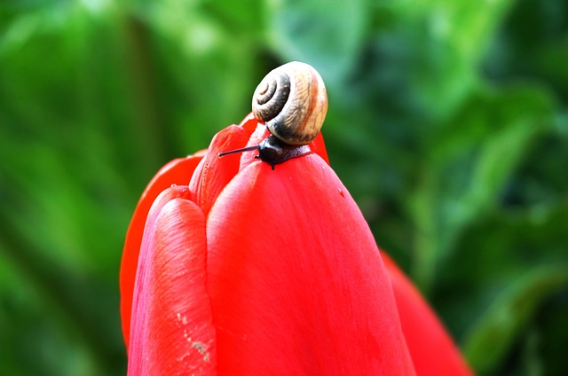 Free Snail Flowers photo and picture