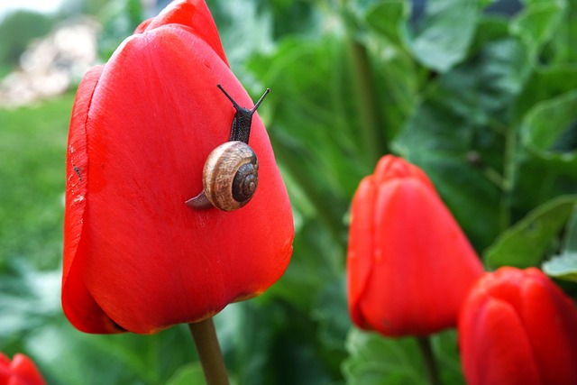 Free Snail Flowers photo and picture