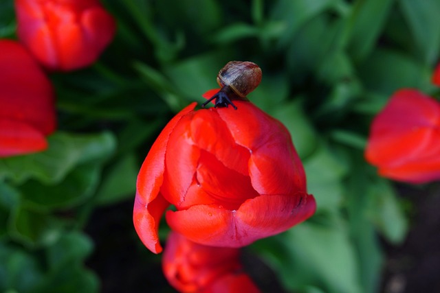 Free Snail Flowers photo and picture