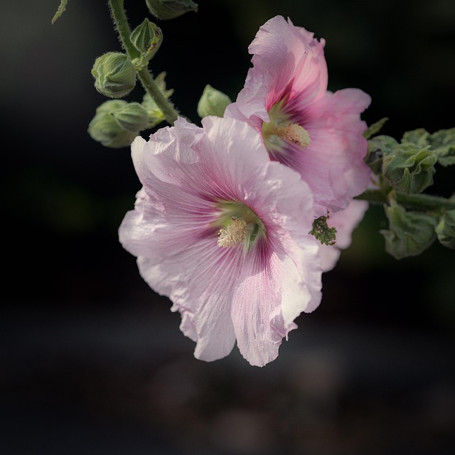 Free Mallows Flowers photo and picture