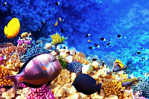 Free Red Sea Coral photo and picture