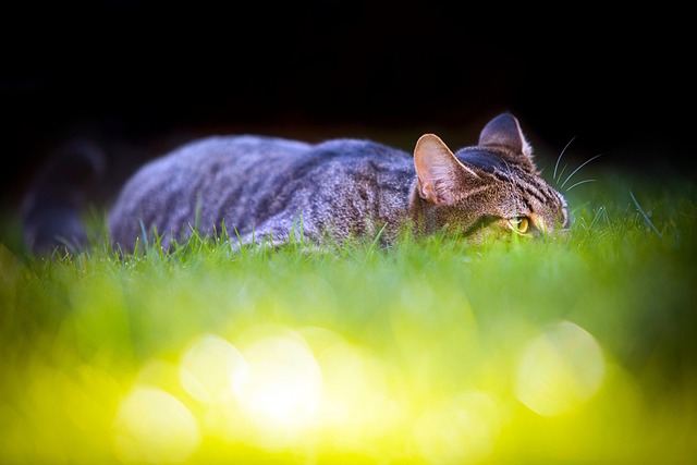 Free Cat Stalk photo and picture