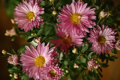 Blumen, Chrysantheme, Blüte