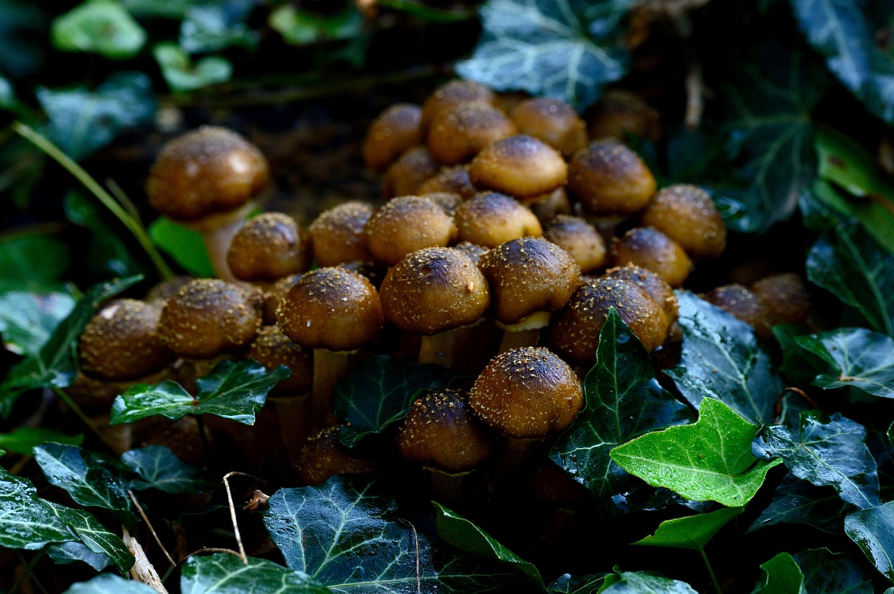 Pilze Essbare Reingel - Kostenloses Foto auf Pixabay