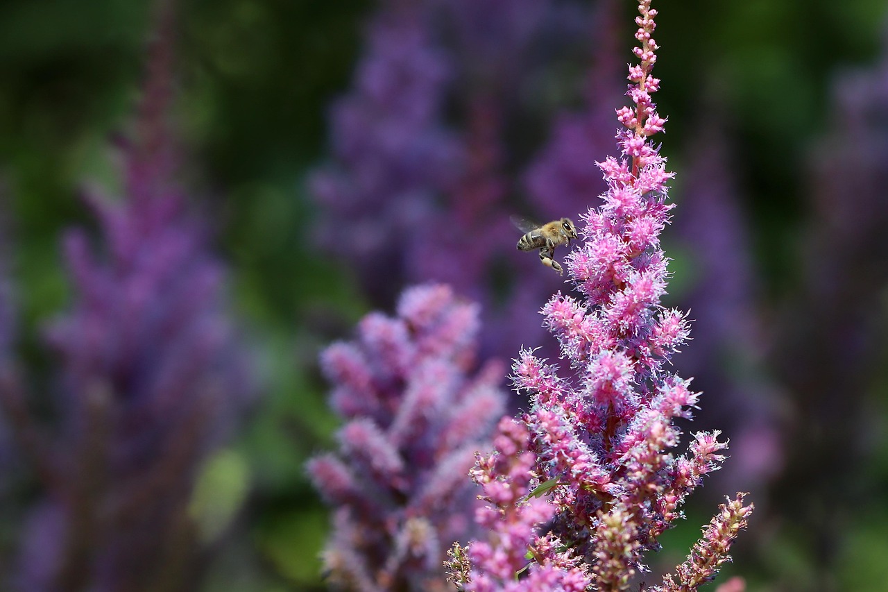 bee, pollination, astilbe, pink flowers, insect, honey bee, astilbe japonica, nature, garden, macro, astilbe, astilbe, astilbe, astilbe, astilbe