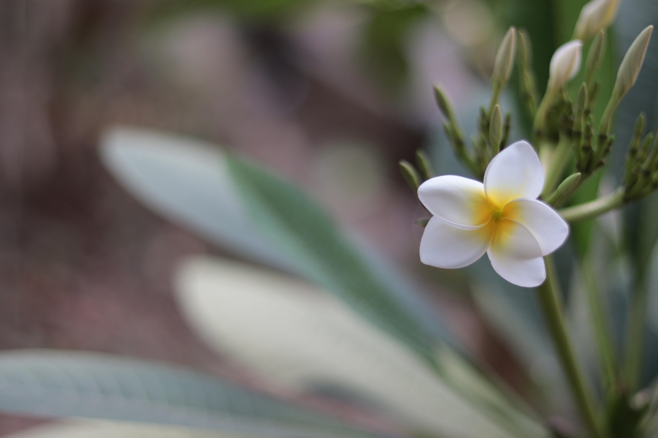 花 素馨花 盛开 - Pixabay上的免费照片 - Pixabay