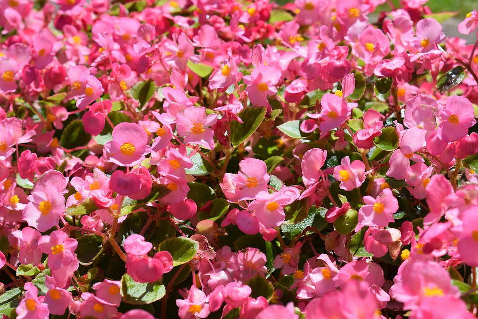 Bégonia Fleurs Les Plantes Photo gratuite sur Pixabay