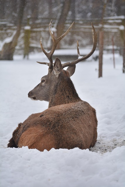 Free Deer Animal photo and picture