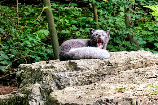 Free Animal Polar Fox photo and picture