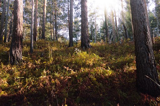 Floresta, Outono, Relva, Arvores