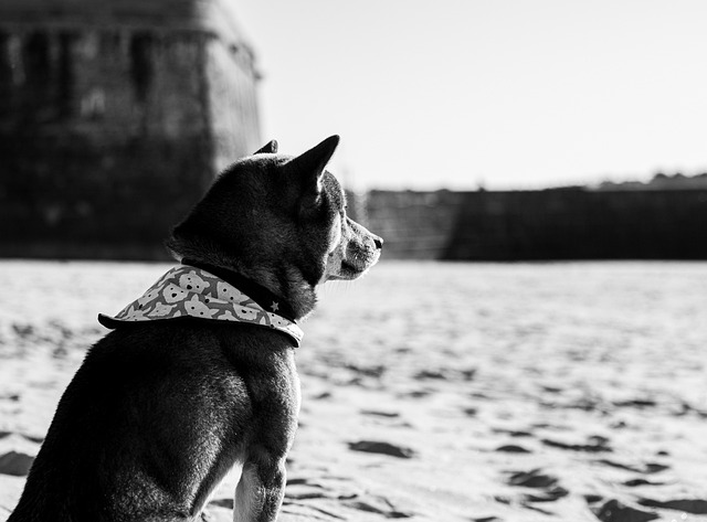 Shiba, Hund, Tier, Eckzahn, Einfarbig