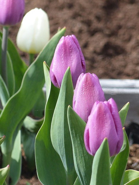 Free Flowers Tulips photo and picture