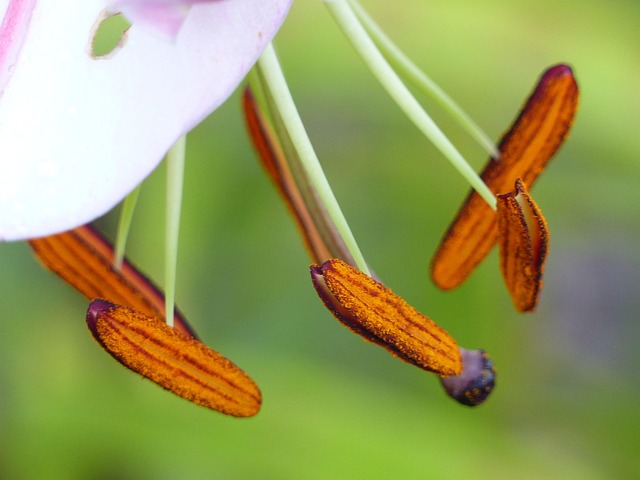 Free Lily Flower photo and picture