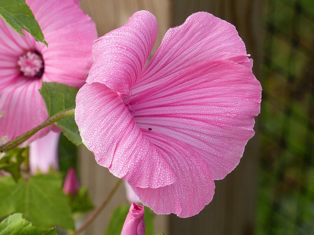 Free Flower Malva photo and picture