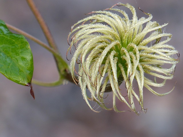 Free Chaparral Clematis Flower photo and picture